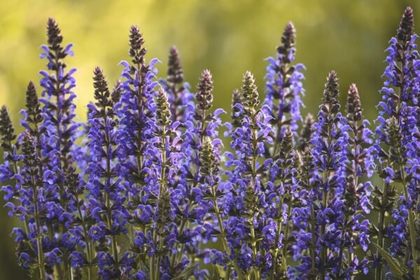 Le pouvoir des plantes : Allié naturel au quotidien - Uncategorized - Yogazen