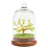 Arbre du Bonheur Quartz vert sous Cloche en Verre – 13 cm